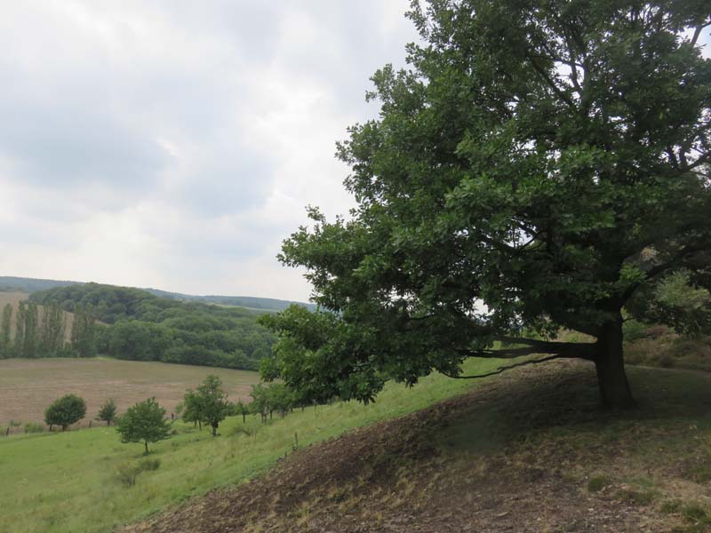 15-08-19_0085_HZ-GgSt_GaC-IMG_1659