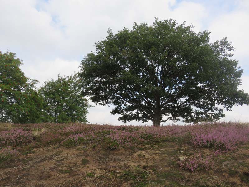 15-08-19_0090_HZ-GgSt_GaC-IMG_1660