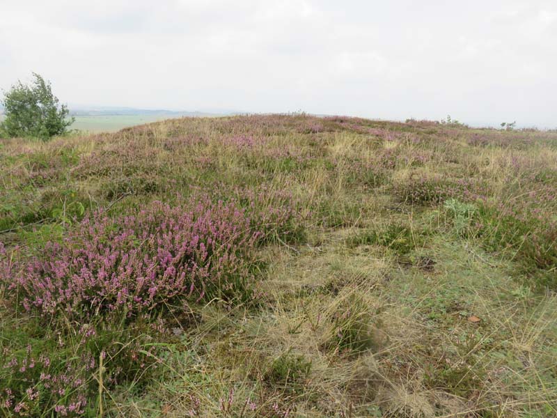 15-08-19_0119_HZ-GgSt_GaC-IMG_1689