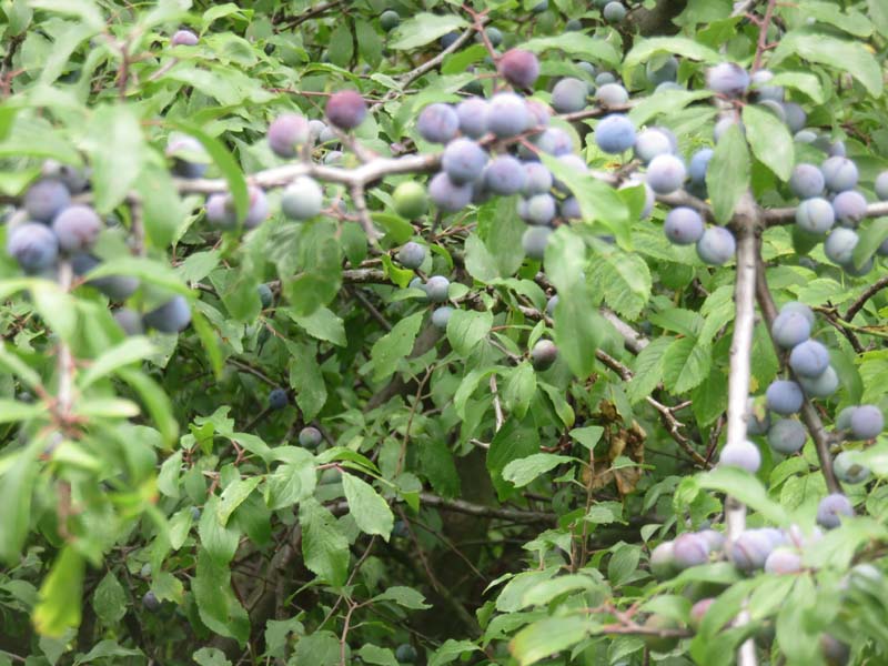 15-08-19_0199_HZ-GgSt_GaC-IMG_1750