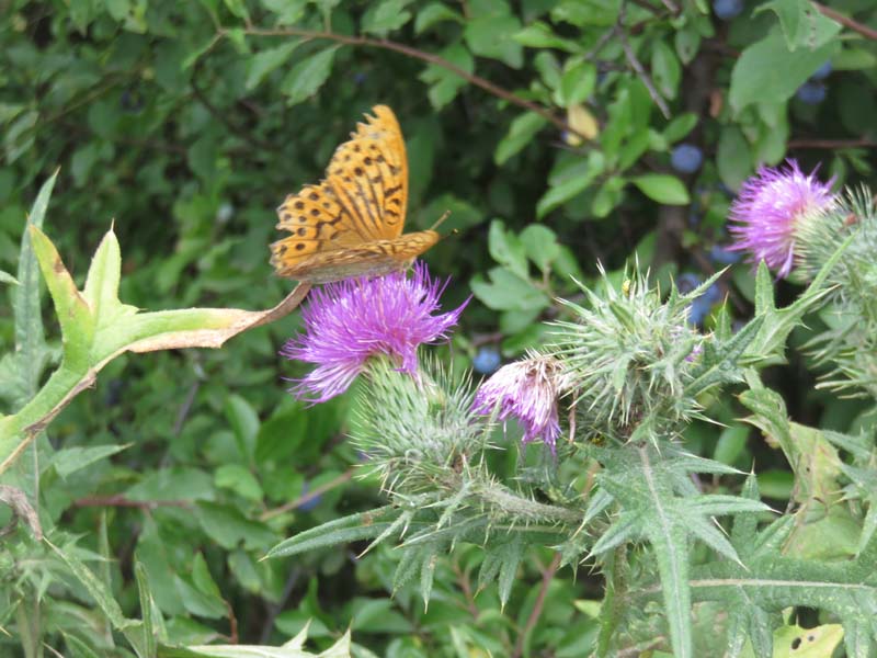 15-08-19_0205_HZ-GgSt_GaC-IMG_1756