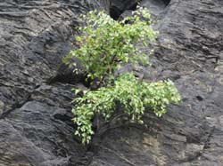 15-08-19_0057_HZ-GgSt_GaC-IMG_1645