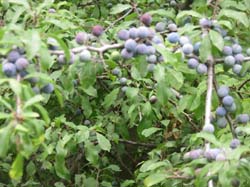 15-08-19_0199_HZ-GgSt_GaC-IMG_1750